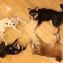 판돈 이미지