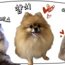 댕코롬 이미지