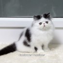 CatFlower