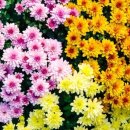 원예활동지도사과정 이미지