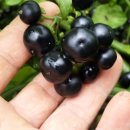 박동농장 이미지