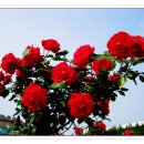 예나지나 이미지