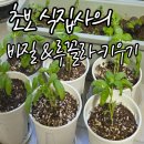 [바질 루꼴라 모종 키우기] 씨앗 발아 실패 후 모종농부 모종뜰 구매후기