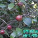 다화화장품 이미지