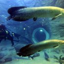 아쿠아 월드 이미지