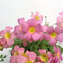 엠에이치알 이미지