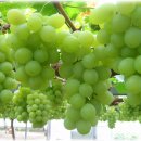 청포도 이미지