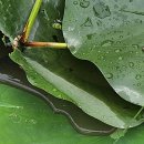 경안천습지생태공원 이미지