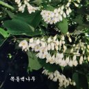 쪽동백 나무 이미지