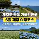 장신농장 | 제주도 동쪽 가볼만한곳 6월 제주 여행코스 3곳! 수국 명소 메밀꽃 +