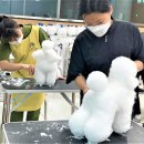 한국펫고등학교 이미지