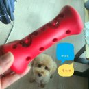 [광고] 강아지 노즈워크 장난감 오래먹는 덴탈츄부스터 솔직 후기+치명적 단점+할인링크