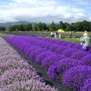 라벤다 이미지