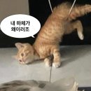 [진월동 스텝업짐] PT 20회 후기 / #진월동PT #광주PT #웨딩준비