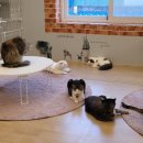 캣카페 집사의하루 분당점 이미지