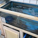 칭구장어 이미지