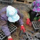 대식농장 이미지