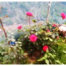 안담농장 이미지