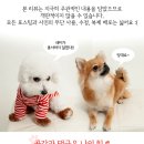 도그런 | 도그런 애견카페 - 오랜만에 탱구하루와 함께 놀기