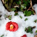 동백산방 이미지