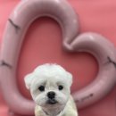 동글동글 애견미용실 이미지