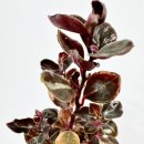 페페로미아 이미지