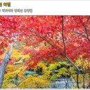 11월24일 대전8경 장태산휴양림 메타세콰이아 가을트레킹 이미지