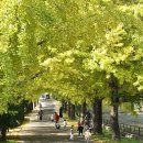 은행나무길 이미지