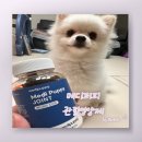 서한메디 | 강아지 뒷다리 골절 슬개골 탈구 원인