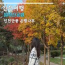 원적산체육공원 | 인천 원적산공원 단풍 은행나무 후기