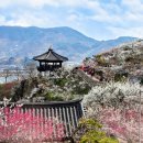 3월 12일 (수) 전남구례 오산 사성암 하동 화개장터 광양매화축제 안내 및 예약 이미지