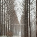 메타세콰이어 화장실 이미지