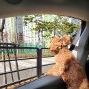 댕댕샤워 이미지