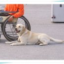 마한애견 이미지