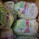 해남은주네절임배추 | 해남 항암배추 한번 먹으면 다시 찾는 귀족배추 항암배추 이야기