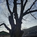 GR(부안군)-[격포로]-하-2 | n.210 [부안. 내소사]변산반도 돌아서 전주식당, 내소사 전나무 숲길로~