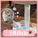 광안리 고양이카페 냥냥늉늉 :: 실내데이트 장소로 추천해요