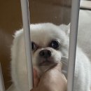 강아지 눈물사료 추천 페츠베리머치 알러지사료 연어 두 달 급여 후기