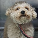 의림대로 이미지