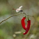 빨간고추 이미지