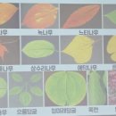 영평조록나무 이미지