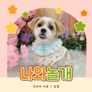 나랑놀개 이미지