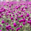 파도 한 송이 이미지