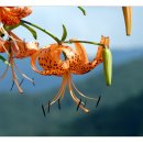 육각정 화장실 이미지