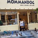 강남애견 이미지