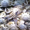 서해꽃게전문점 이미지