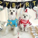 펫코스(Pet-cose) | 대구중구애견호텔 펫사랑애견유치원호텔에서 견생샷과 힐링을 한 번에