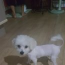 연서 동물병원 이미지