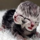 퍼스동물병원 이미지