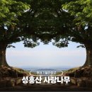 부여 여행 가볼만한곳 성흥산 사랑나무 일몰시간 추천